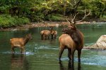 Elk are native to the area and sometimes walk past the cabin